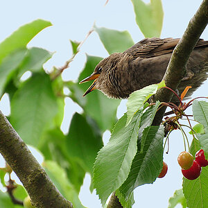 2011 05 17 DSC 1526 1000 b