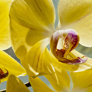 Gelbe Orchideenblüte