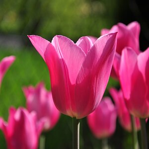 Tulpe