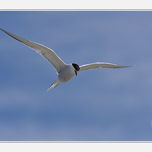 der Segelflieger - Seeschwalbe