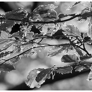 Licht fällt in den Wald 3