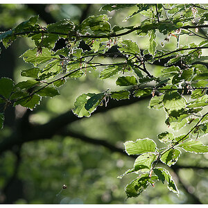 Licht fällt in den Wald 1