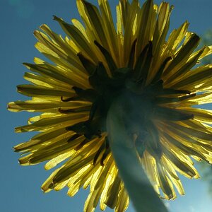 "Sonnenblume" - Löwenzahn