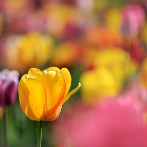 X gelb rote Tulpe im Feld v web