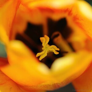X in the tulip web