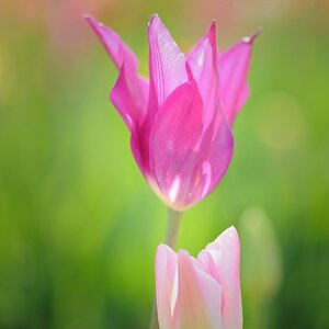 X pastelltulpen v2 web