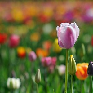 X rosa weisse Tulpe 2 web