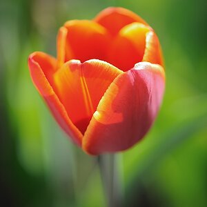 X rot gelbe Tulpe web