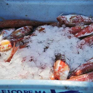 Cala Figuera - Kleine Fische auf Eis
