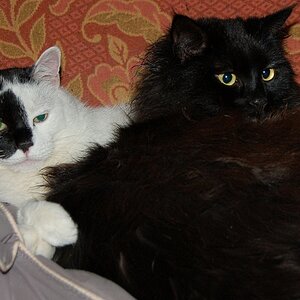 Gissi und Steini