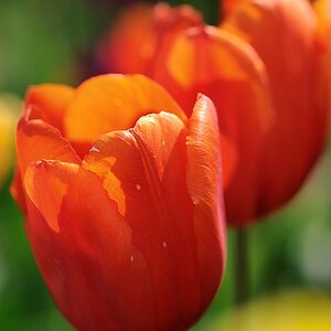 X rote Tulpe web