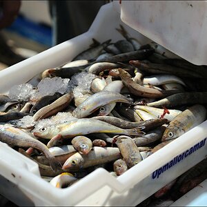Cala Figuera - noch kleinere Fische