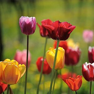 X Tulpen im Gegenlicht web