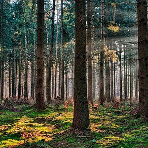Hochwald 2