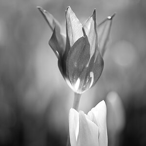 X pastelltulpen v22 bw web