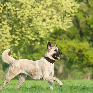 Hundewiese Witten 1 stolzer Unbekannter