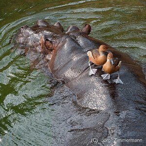 Hippo mit Enten