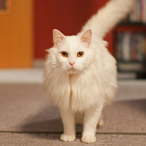 Katze