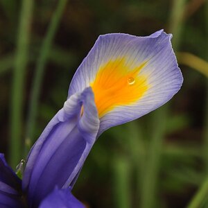 Iris hat Durst
