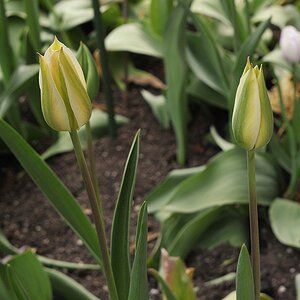 grüne Tulpen GN45 Auto MIB1893