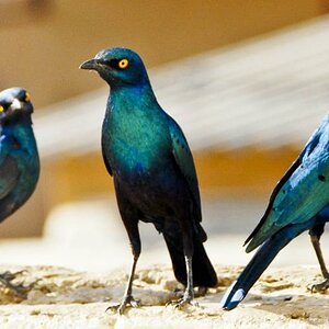 Glanzstar Senegal