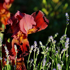 Rote Schwertlilie mit Lavendel