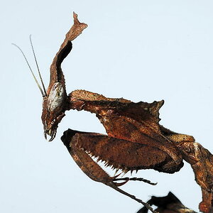 Phyllocrania paradoxa (Geistermantis)