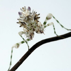 Pseudocreobotra wahlbergii (Blütenmantis)