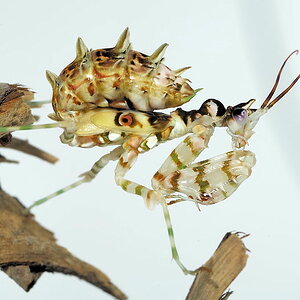 Pseudocreobotra wahlbergii (Blütenmantis)