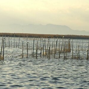 Albufera