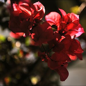 Cala d Or - rote Blumen