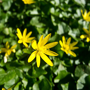 Waldblumen / Makro