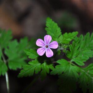 Blümchen