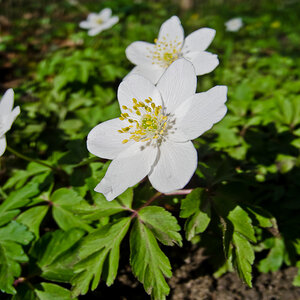 Waldblumen / Makro