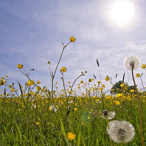 Wiese mit Sonne