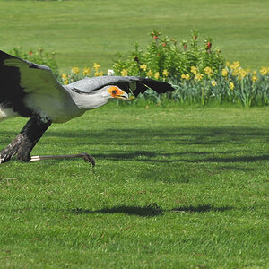 D30 7665f: Sekretär; Vogelpark Walsrode