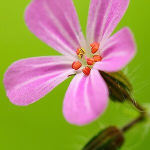Macro