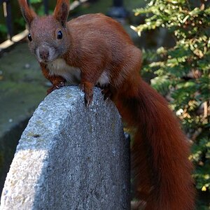 Eichhörnchen