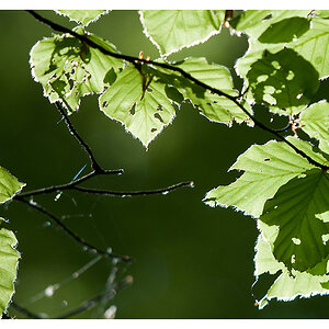 Licht fällt in den Wald 6