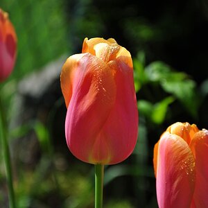 Tulpe am Morgen