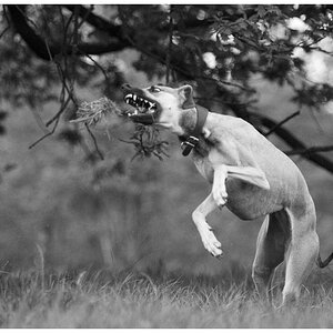 Windhundspiel1