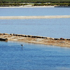 Ses Salines - Salinenfeld