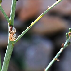 Ses Salines - Schnecken