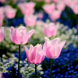 lila Tulpen gecrossed