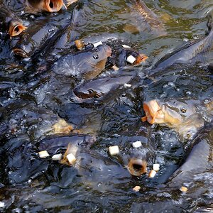 fische füttern