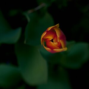 Tulpe