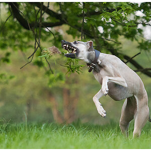 Windhund in bunt