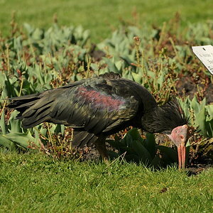 D30 7687f: Waldrapp im Blumenbeet; Vogelpark Walsrode