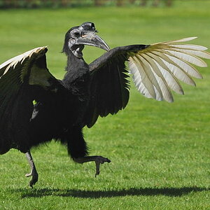 D30 7654f2:  Hornrabe; Vogelpark Walsrode