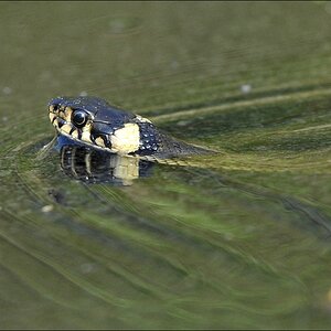 aacomp duvenbrook 20110424 0414